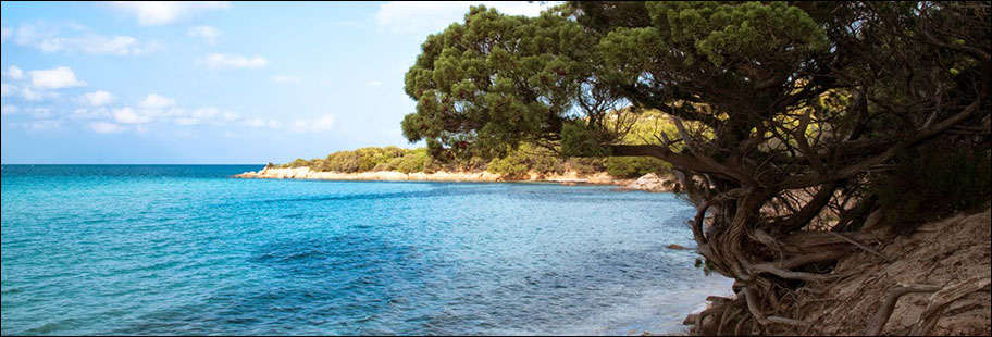Ginepro di Sardegna Ginepro di Sardegna